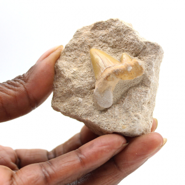Fossil tand av Otodus från Marocko