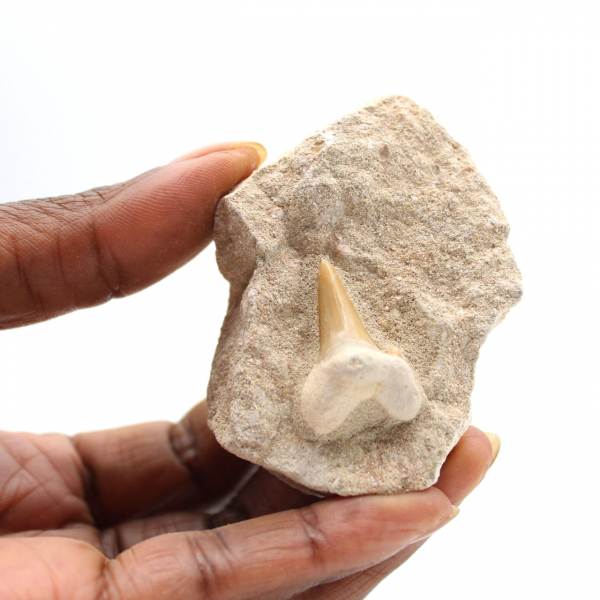 Fossil tand av Otodus från Marocko