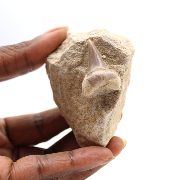 Fossil tand av Otodus