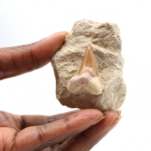 Fossil tand av Otodus från Marocko