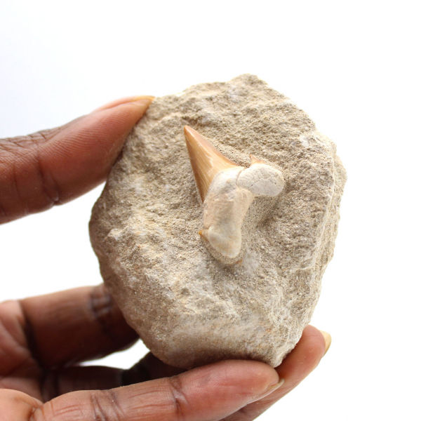 Fossil tand av Otodus
