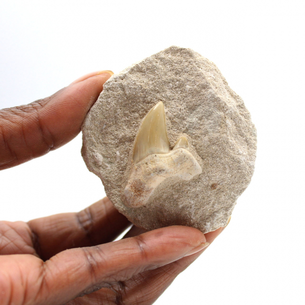 Fossil tand av Otodus från Marocko