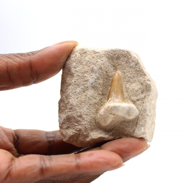 Fossil tand av Otodus
