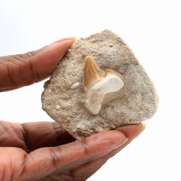 Fossil tand av Otodus från Marocko