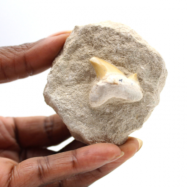 Fossil tand av Otodus
