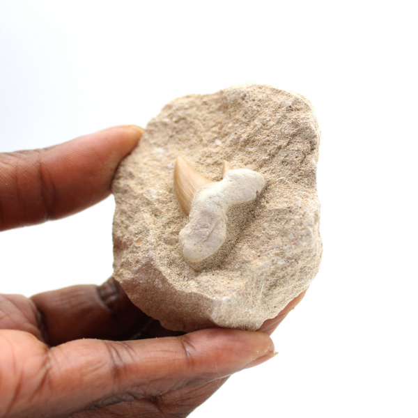 Fossil tand av Otodus