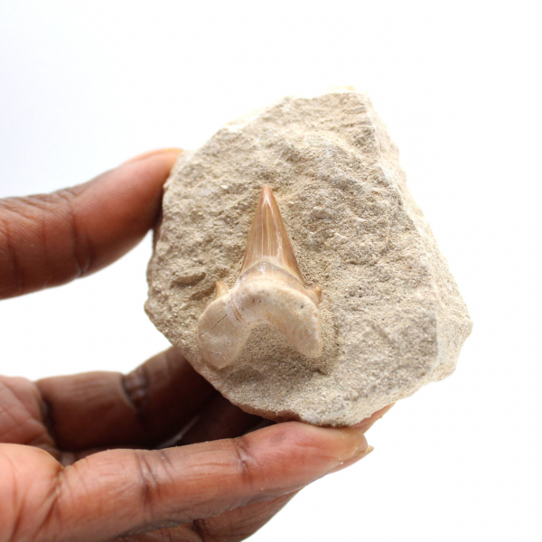 Fossil tand av Otodus från Marocko
