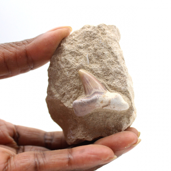 Fossil tand av Otodus