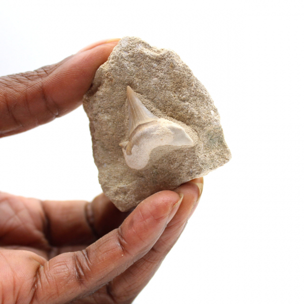 Fossil tand av Otodus från Marocko