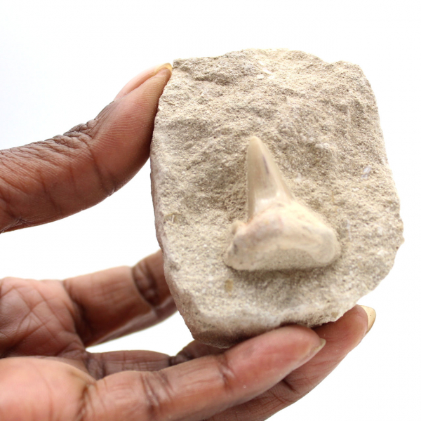 Fossil tand av Otodus från Marocko