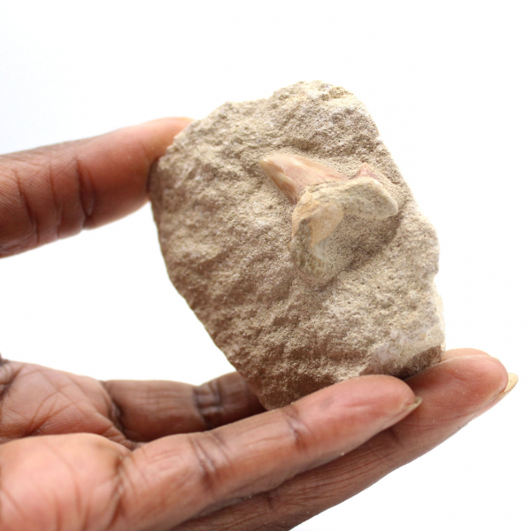 Fossil tand av Otodus