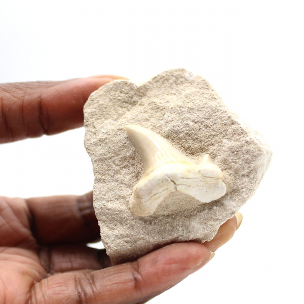 Fossil tand av Otodus från Marocko