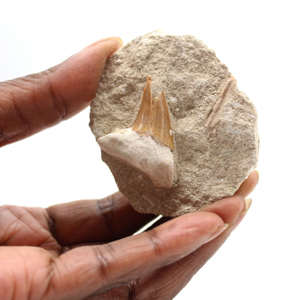 Fossil tand av Otodus