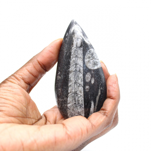 Orthoceras-fossil Orthoceras-fossil