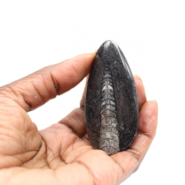 Fossila Orthoceras från Marocko
