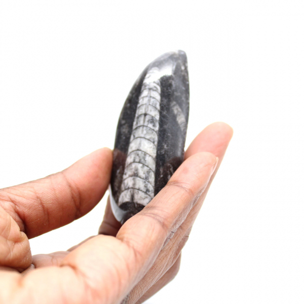 Orthoceras-fossil Orthoceras-fossil
