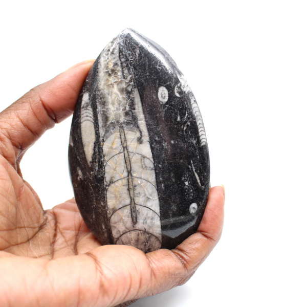 Fossila Orthoceras från Marocko