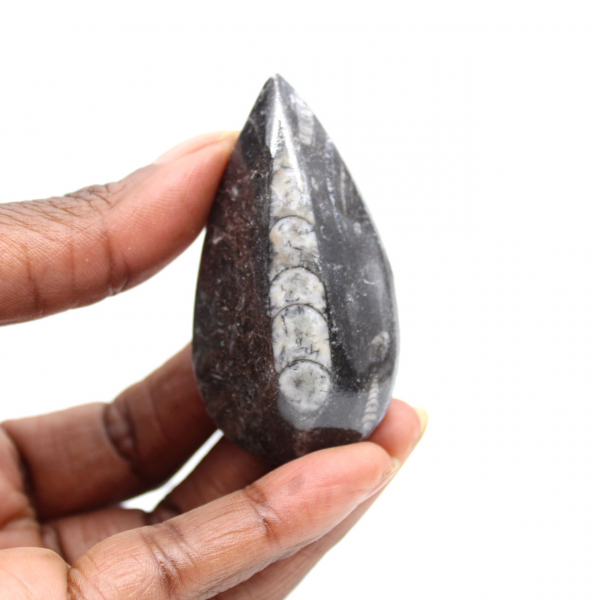 Orthoceras-fossil Orthoceras-fossil