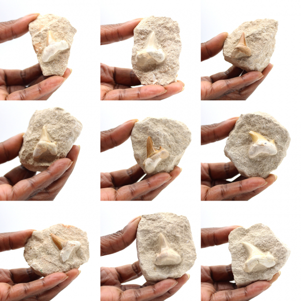 Fossil tand av Otodus från Marocko
