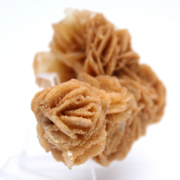 Tunisisk sandros