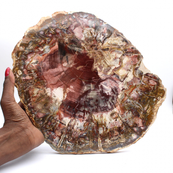 Förstenad trä (fossil) polerad skiva, dekorativt exemplar från Madagaskar Förstenad trä (fossil) polerad skiva, dekorativt exemplar från Madagaskar