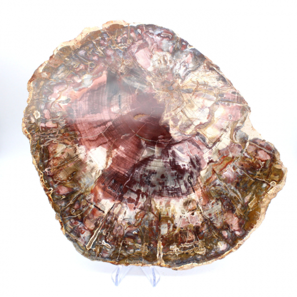 Förstenad trä (fossil) polerad skiva, dekorativt exemplar från Madagaskar Förstenad trä (fossil) polerad skiva, dekorativt exemplar från Madagaskar