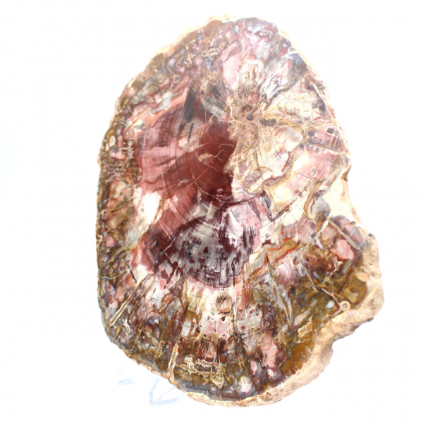 Förstenad trä (fossil) polerad skiva, dekorativt exemplar från Madagaskar Förstenad trä (fossil) polerad skiva, dekorativt exemplar från Madagaskar