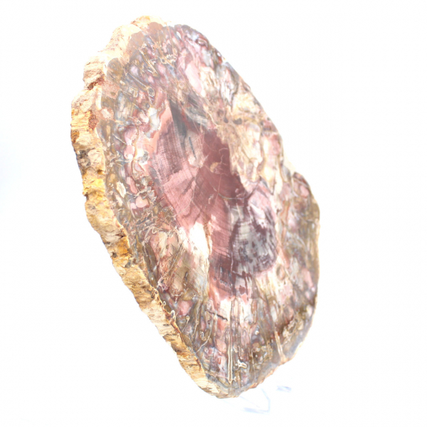 Förstenad trä (fossil) polerad skiva, dekorativt exemplar från Madagaskar Förstenad trä (fossil) polerad skiva, dekorativt exemplar från Madagaskar