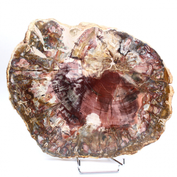 Förstenad trä (fossil) polerad skiva, dekorativt exemplar från Madagaskar Förstenad trä (fossil) polerad skiva, dekorativt exemplar från Madagaskar