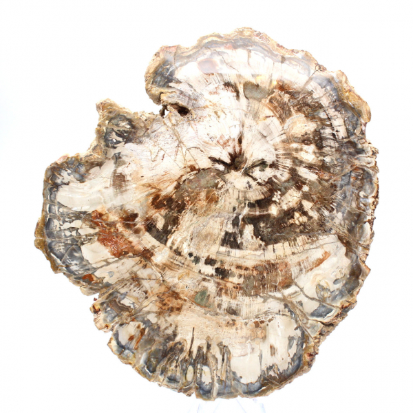 Samlarbar fossil träskiva, polerad på båda sidor, Madagaskar Samlarbar fossil träskiva, polerad på båda sidor, Madagaskar