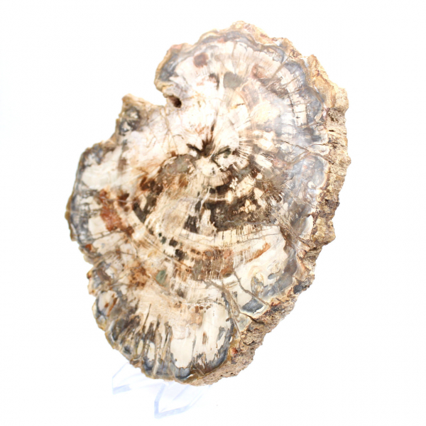 Samlarbar fossil träskiva, polerad på båda sidor, Madagaskar Samlarbar fossil träskiva, polerad på båda sidor, Madagaskar