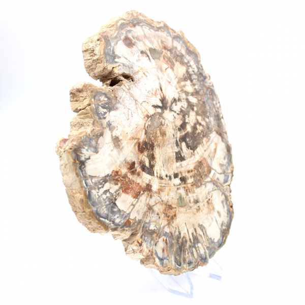 Samlarbar fossil träskiva, polerad på båda sidor, Madagaskar Samlarbar fossil träskiva, polerad på båda sidor, Madagaskar