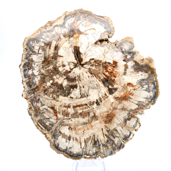 Samlarbar fossil träskiva, polerad på båda sidor, Madagaskar Samlarbar fossil träskiva, polerad på båda sidor, Madagaskar