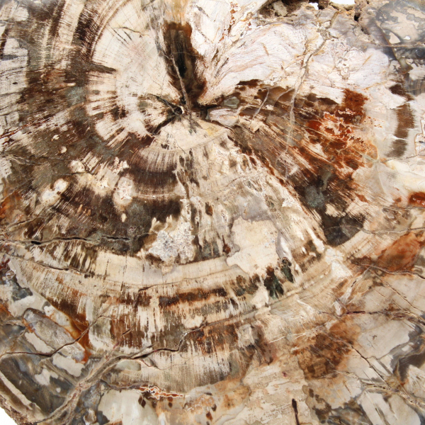 Samlarbar fossil träskiva, polerad på båda sidor, Madagaskar Samlarbar fossil träskiva, polerad på båda sidor, Madagaskar