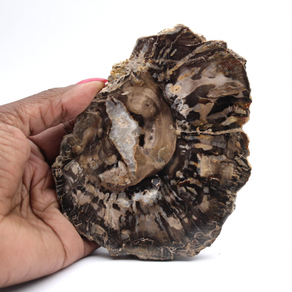 Polerad förstenad träskiva, liten fossilprydnad, Madagaskar Polerad förstenad träskiva, liten fossilprydnad, Madagaskar