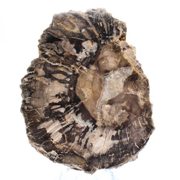 Liten polerad förstenad träbit, autentisk fossilskiva, Madagaskar Liten polerad förstenad träbit, autentisk fossilskiva, Madagaskar