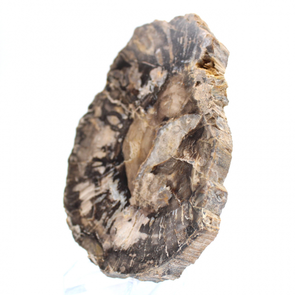 Liten polerad förstenad träbit, autentisk fossilskiva, Madagaskar Liten polerad förstenad träbit, autentisk fossilskiva, Madagaskar