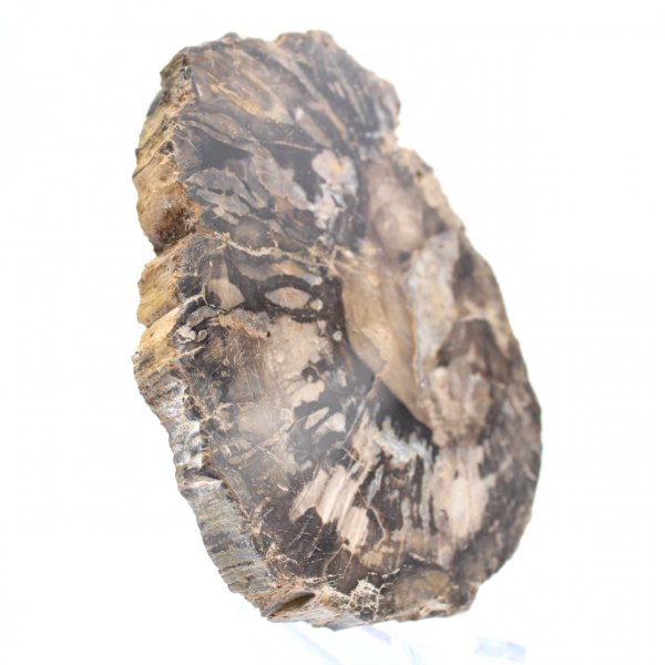 Liten polerad förstenad träbit, autentisk fossilskiva, Madagaskar Liten polerad förstenad träbit, autentisk fossilskiva, Madagaskar