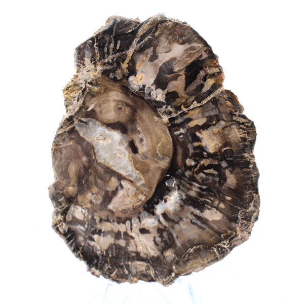Liten polerad förstenad träbit, autentisk fossilskiva, Madagaskar Liten polerad förstenad träbit, autentisk fossilskiva, Madagaskar