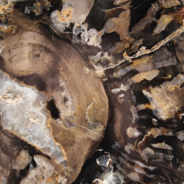 Liten polerad förstenad träbit, autentisk fossilskiva, Madagaskar Liten polerad förstenad träbit, autentisk fossilskiva, Madagaskar