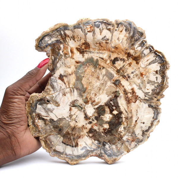 Förstenat träfossil, stor polerad skiva, dekorativ prydnad, Madagaskar Förstenat träfossil, stor polerad skiva, dekorativ prydnad, Madagaskar