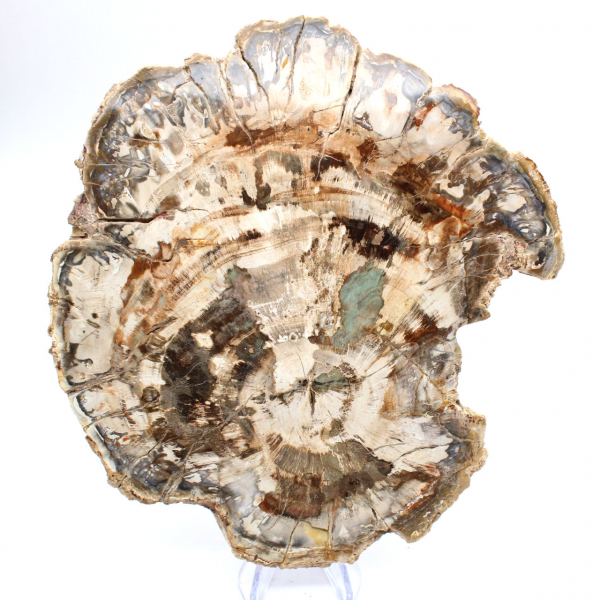 Förstenat träfossil, stor polerad skiva, dekorativ prydnad, Madagaskar Förstenat träfossil, stor polerad skiva, dekorativ prydnad, Madagaskar