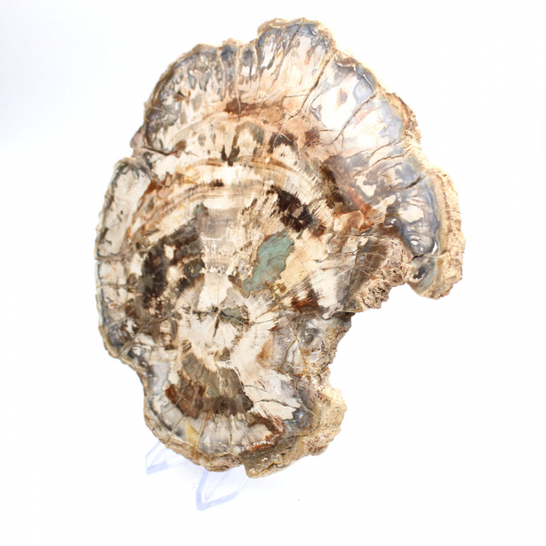 Förstenat träfossil, stor polerad skiva, dekorativ prydnad, Madagaskar Förstenat träfossil, stor polerad skiva, dekorativ prydnad, Madagaskar