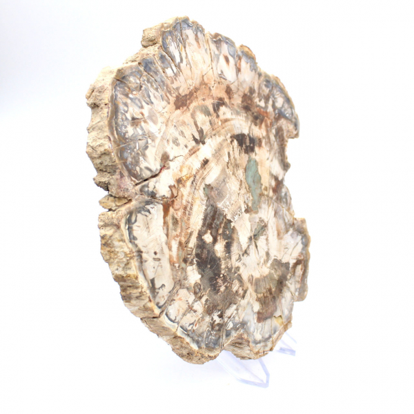 Förstenat träfossil, stor polerad skiva, dekorativ prydnad, Madagaskar Förstenat träfossil, stor polerad skiva, dekorativ prydnad, Madagaskar