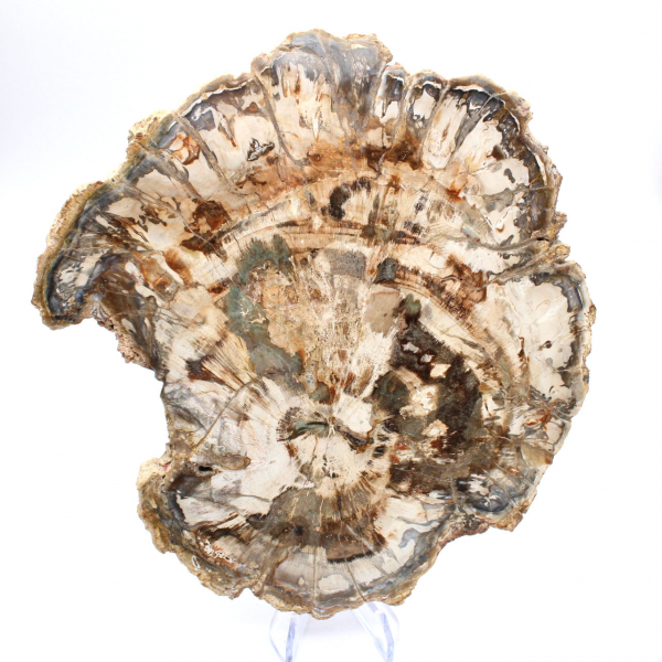 Förstenat träfossil, stor polerad skiva, dekorativ prydnad, Madagaskar Förstenat träfossil, stor polerad skiva, dekorativ prydnad, Madagaskar
