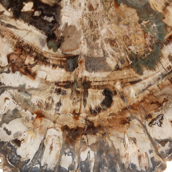 Förstenat träfossil, stor polerad skiva, dekorativ prydnad, Madagaskar Förstenat träfossil, stor polerad skiva, dekorativ prydnad, Madagaskar