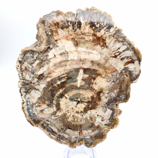 Polerad skiva av fossiliserat (förstenat) trä, massivt exemplar, Madagaskar Polerad skiva av fossiliserat (förstenat) trä, massivt exemplar, Madagaskar