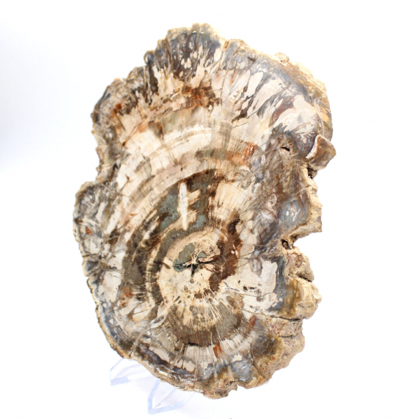 Polerad skiva av fossiliserat (förstenat) trä, massivt exemplar, Madagaskar Polerad skiva av fossiliserat (förstenat) trä, massivt exemplar, Madagaskar