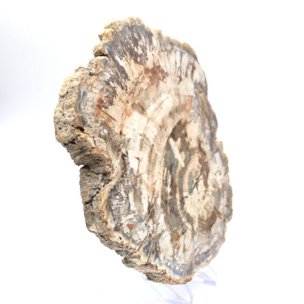 Polerad skiva av fossiliserat (förstenat) trä, massivt exemplar, Madagaskar Polerad skiva av fossiliserat (förstenat) trä, massivt exemplar, Madagaskar