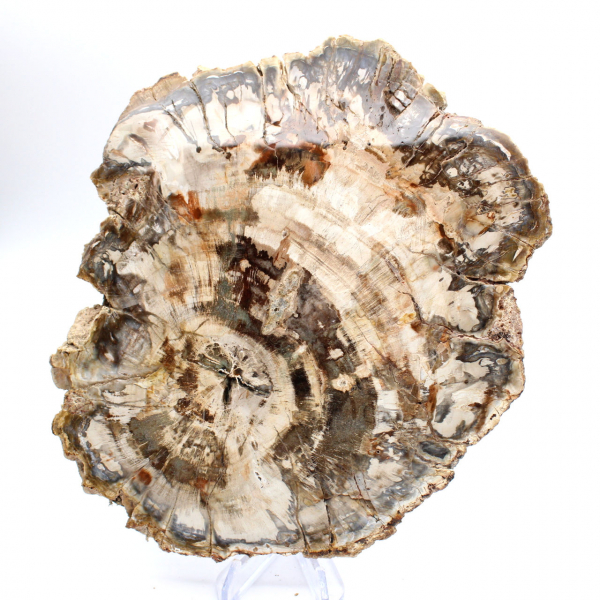 Polerad skiva av fossiliserat (förstenat) trä, massivt exemplar, Madagaskar Polerad skiva av fossiliserat (förstenat) trä, massivt exemplar, Madagaskar